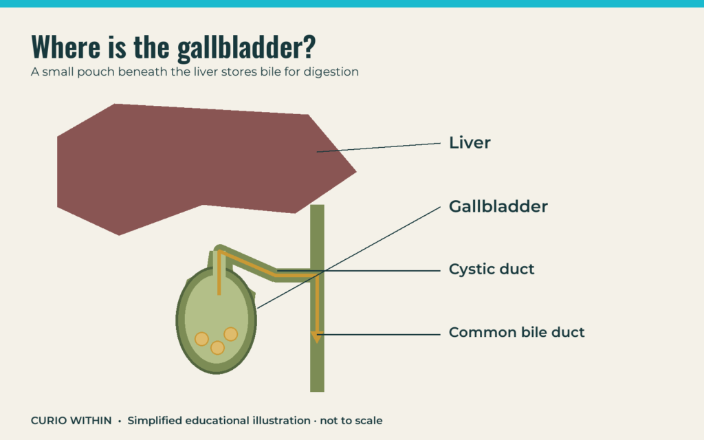 Why gallstones hurt: when a tiny stone blocks bile flow