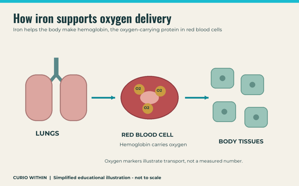 Why low iron can leave you tired: hemoglobin and oxygen explained