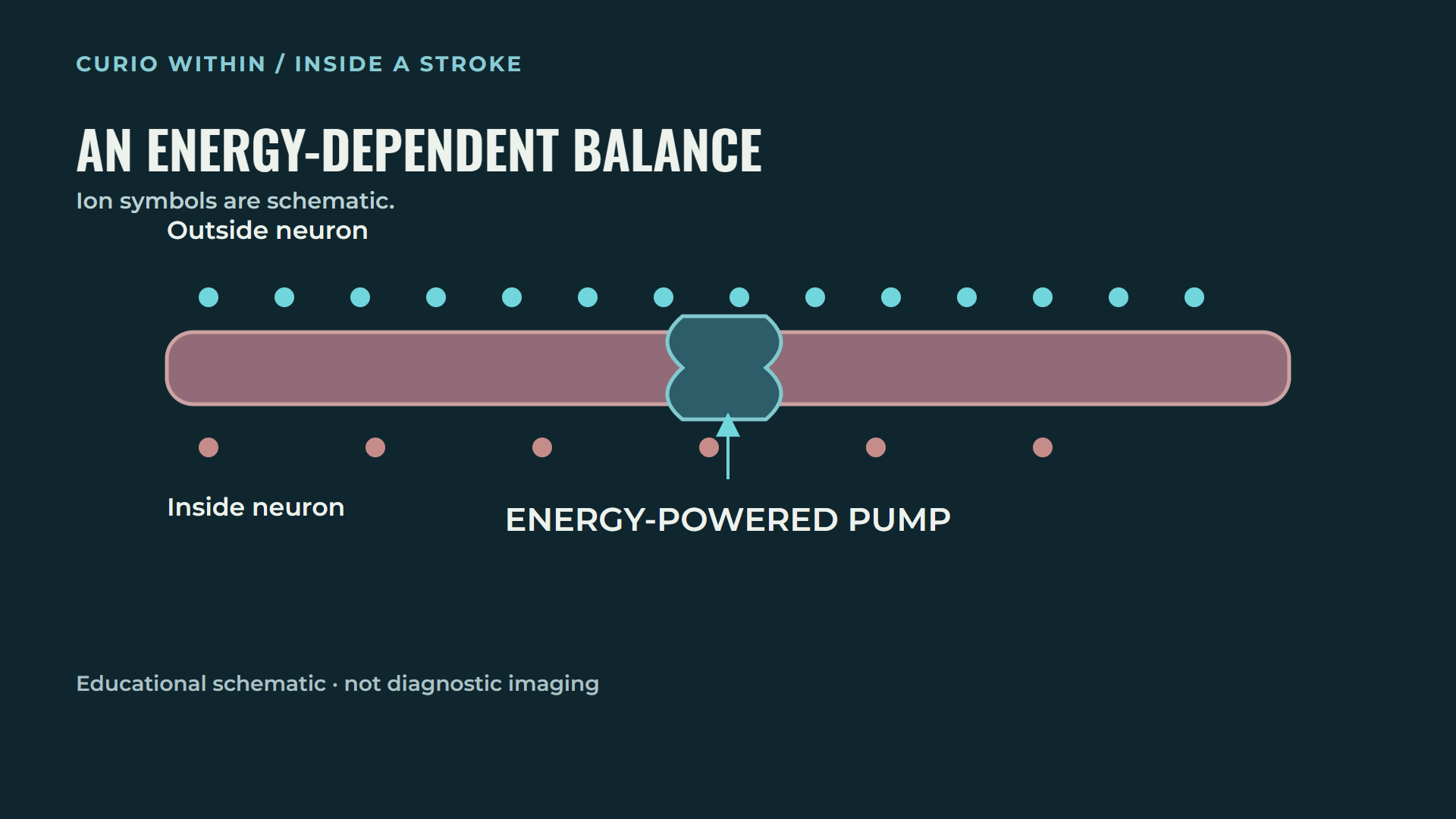 Simplified neuronal membrane with unequal ion concentrations and an energy-powered pump, with particles explicitly identified as schematic